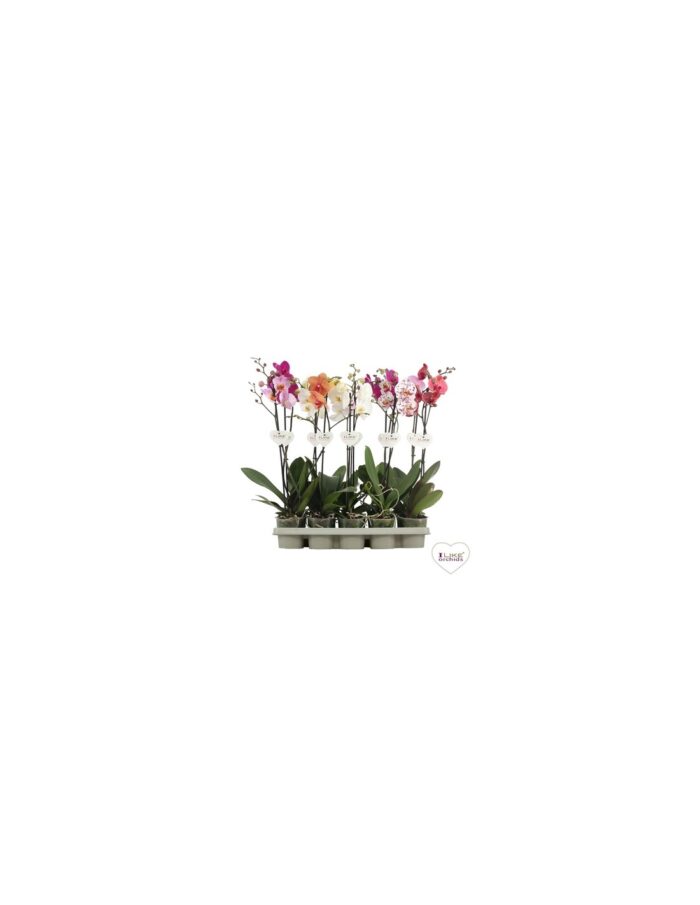 8 Piante di Phalaenopsis Mix Colori 1 Ramo (Orchidea) Vaso 12cm