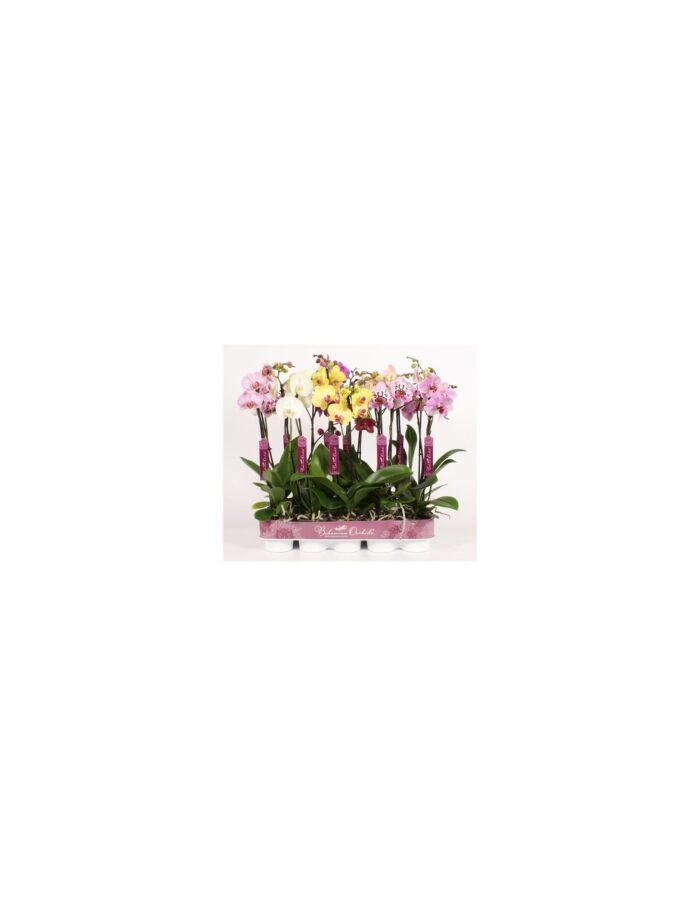8 Piante di Phalaenopsis Mix Colori 2 Rami (Orchidea) Vaso 12cm