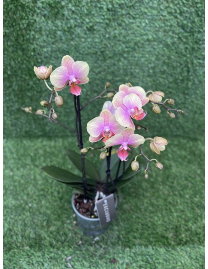 8 Piante di Phalaenopsis Multiflora Giallo Vaso 12cm