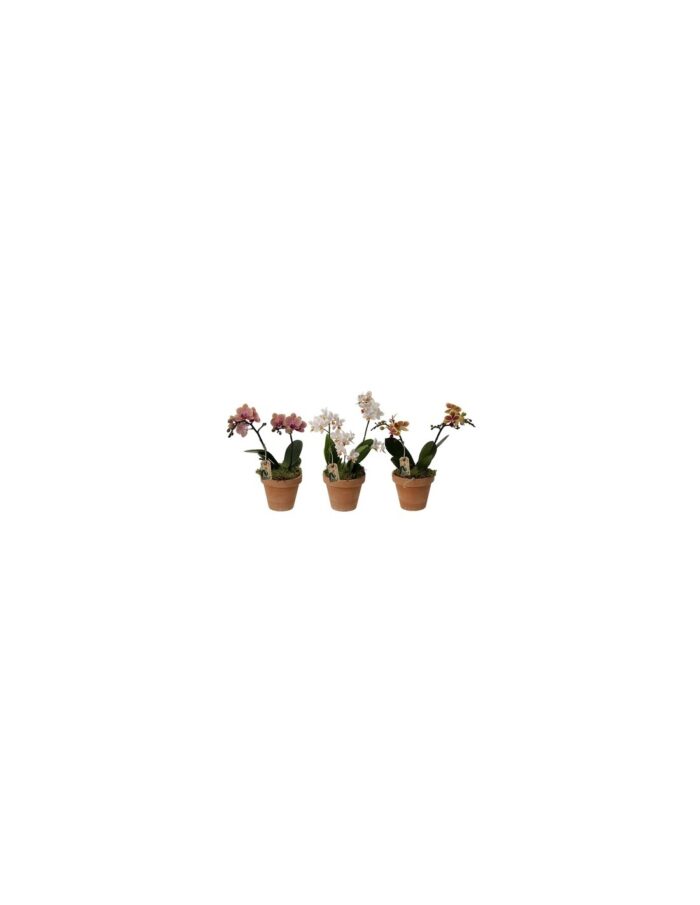 8 Piante di Phalaenopsis Multiflora Vaso in terracotta (1 pezzo) Vaso 12cm