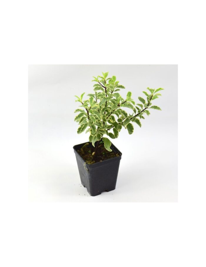 40 Piante di Pittosporum Tenuifolium Verde Vaso 7cm