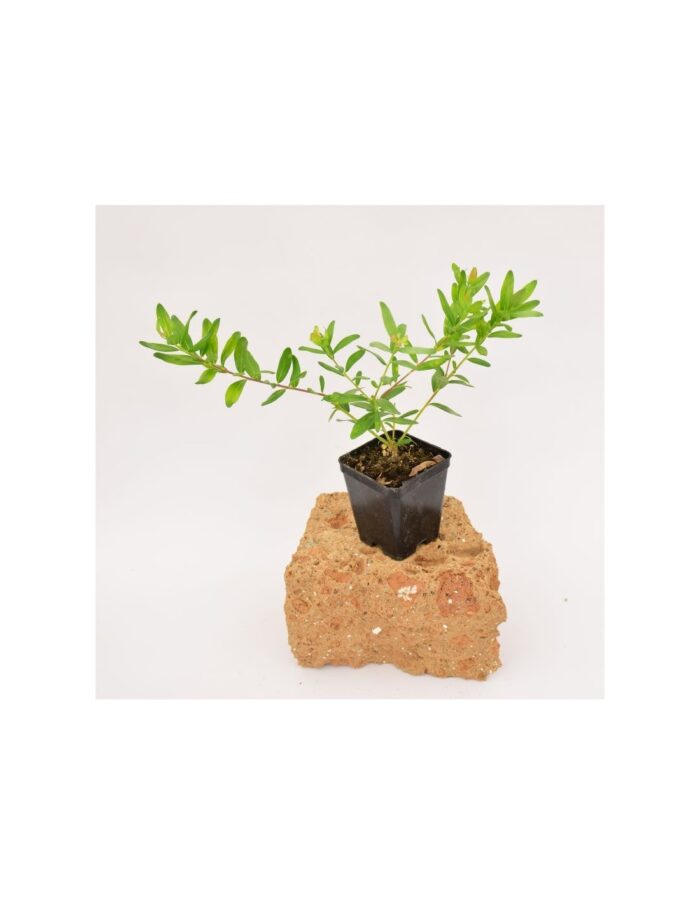 40 Piante di Polygala Myrtifolia Vaso 7cm