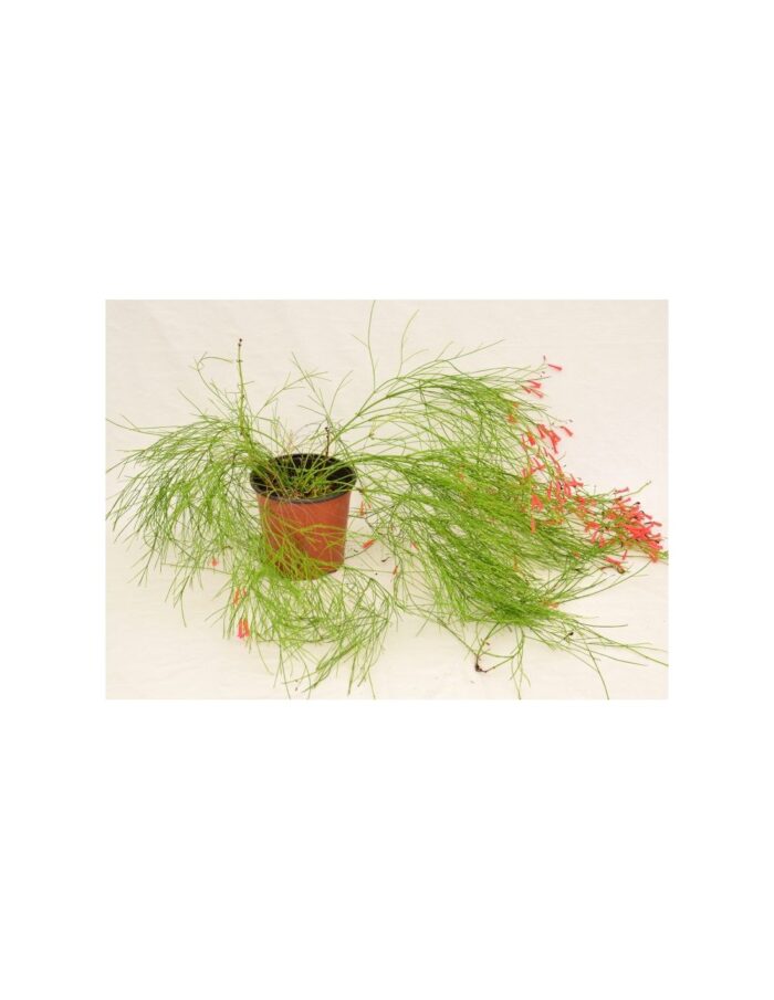 20 Piante di Russelia Vaso 18cm