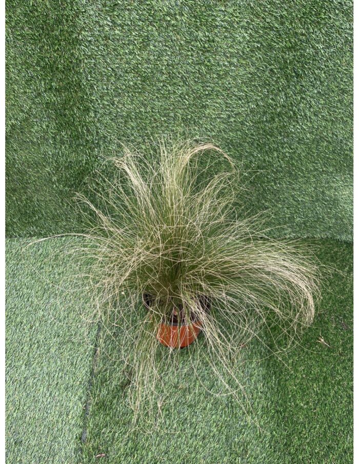 20 Piante di Stipa Vaso 18cm