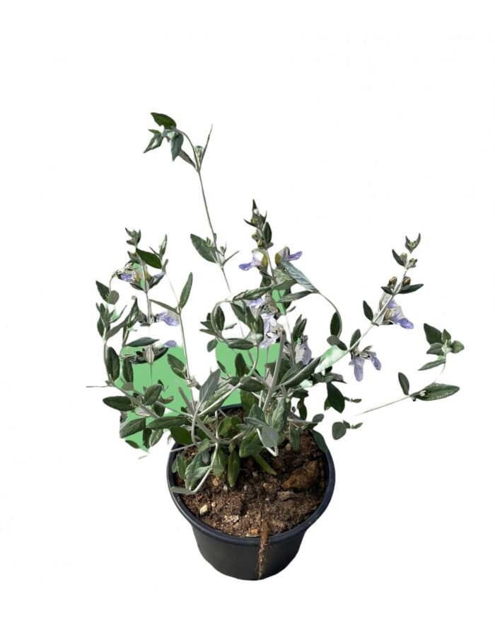 20 Piante di Teucrium Vaso 18cm