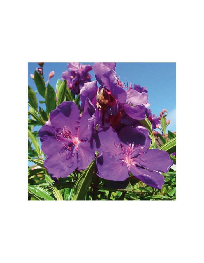 40 Piante di Tibouchina Vaso 7cm
