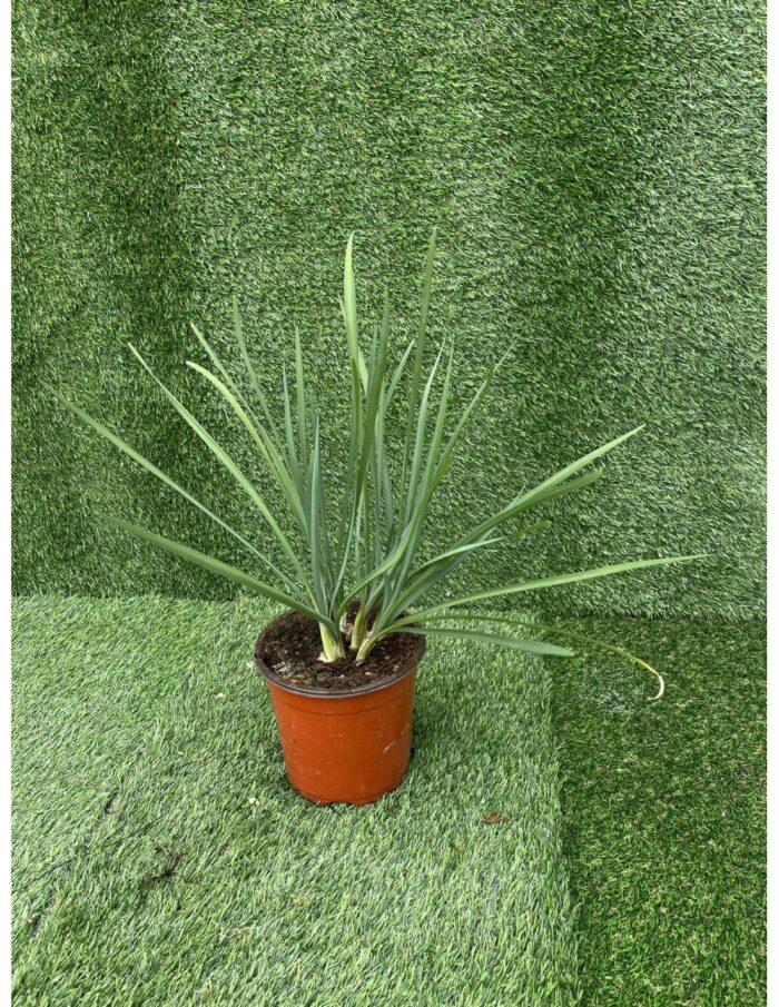 20 Piante di Tulbaghia Vaso 18cm