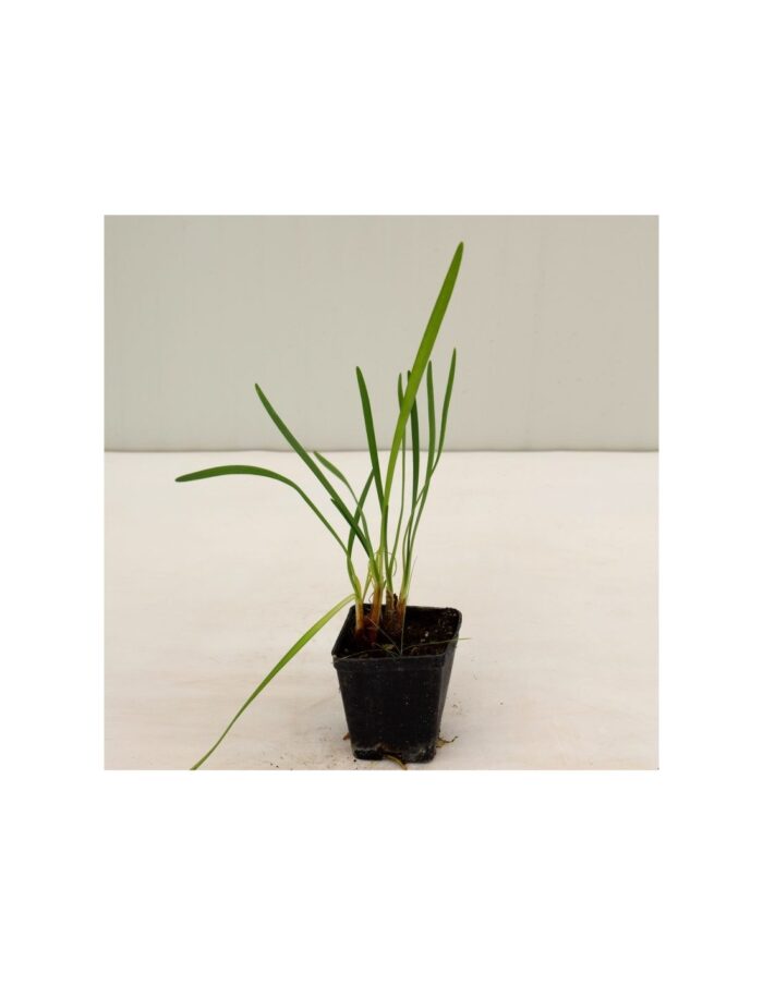 40 Piante di Tulbaghia Vaso 7cm