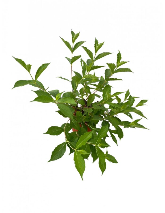 40 Piante di Weigela Vaso 7cm
