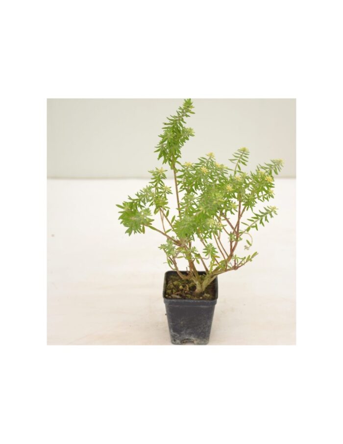 40 Piante di Westringia Fruticosa Vaso 7cm