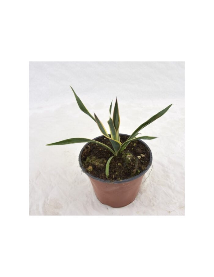 20 Piante di Yucca Vaso 14cm