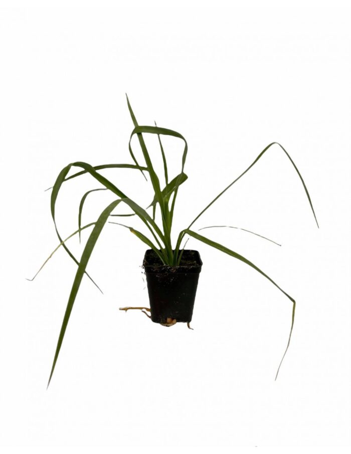 40 Piante di Yucca Vaso 7cm