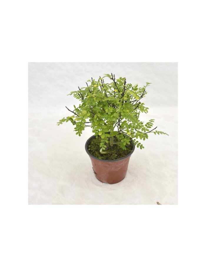 20 Piante di Zanthoxylum (Pepe Giapponese) Vaso 18cm