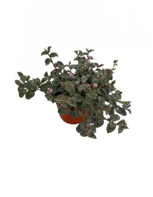 pianta polygonium