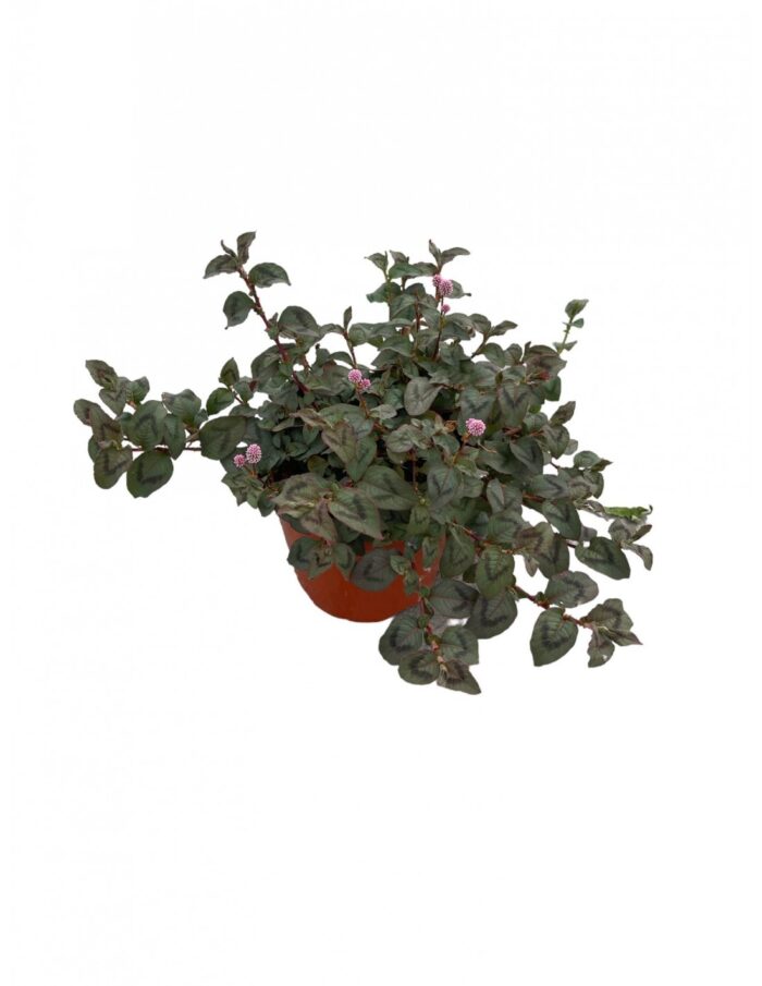 pianta polygonium