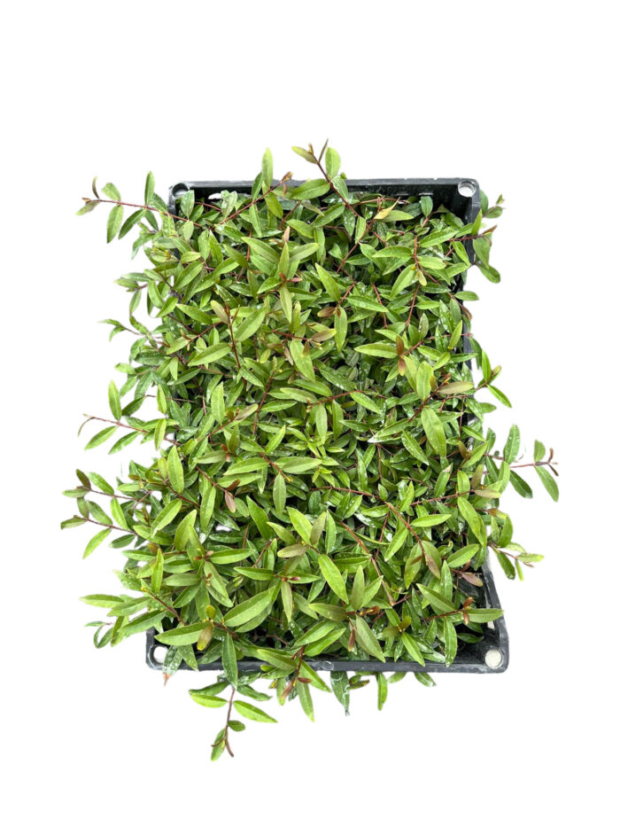 40 Piante di Psidium Guajava Vaso 7cm - immagine 2