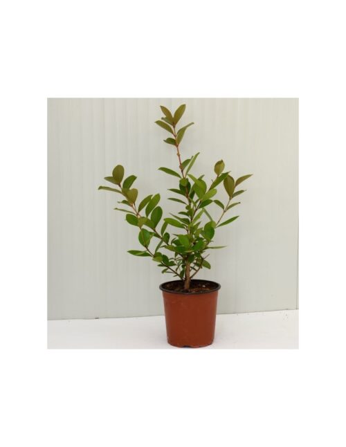 pianta psidium