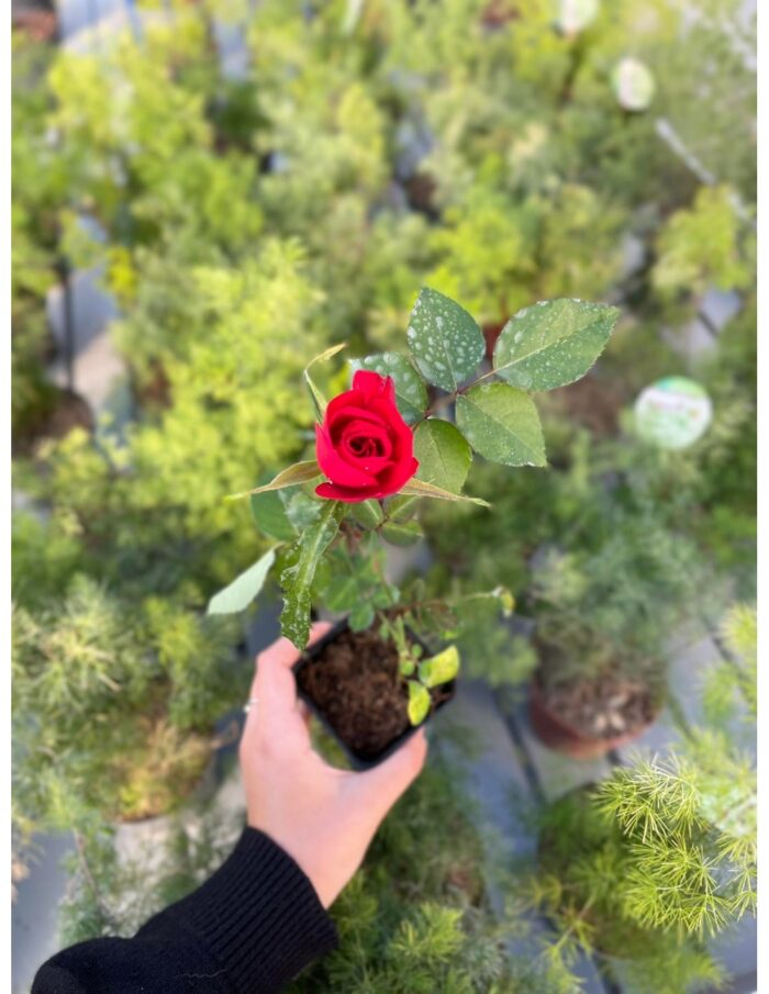 pianta rosa v18