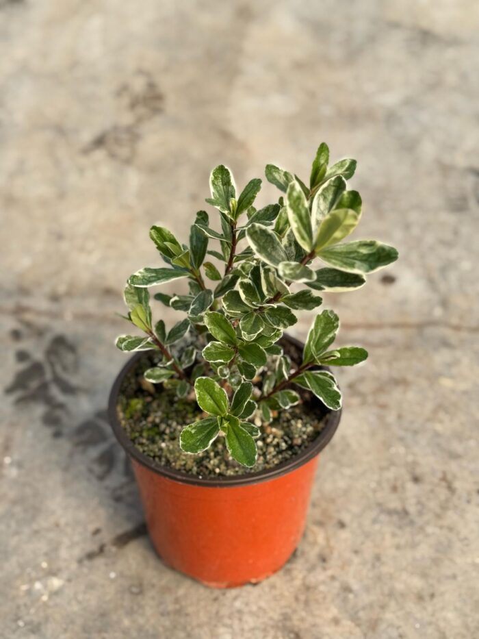20 Piante di Hebe Vaso 18cm