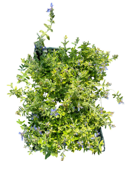 Pianta di Teucrium - Vivaio Online Agricola Mondo Piante