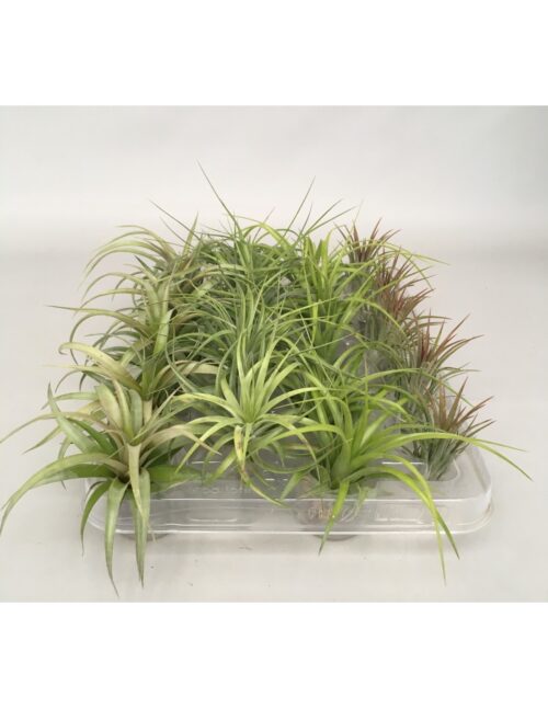 tillandsia
