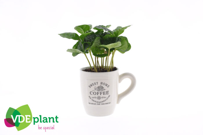 8 Piante di Caffè Arabica Vaso 7cm con tazza