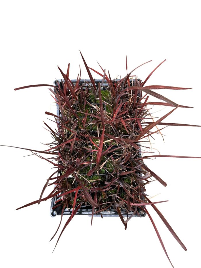 40 Piante di Phormium Vaso 7cm - immagine 2