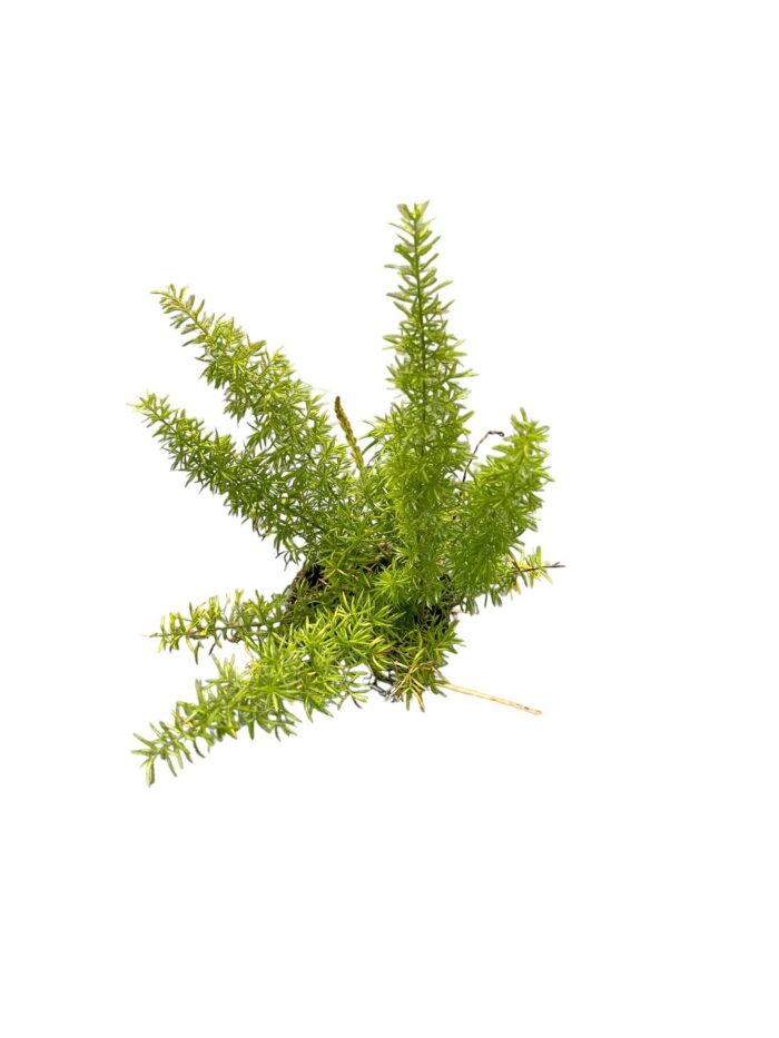 40 Piante di Asparagus Coda di Volpe Vaso 7cm - immagine 2