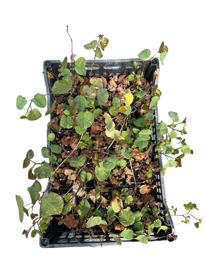 40 Piante di Cercis Vaso 7cm - immagine 2