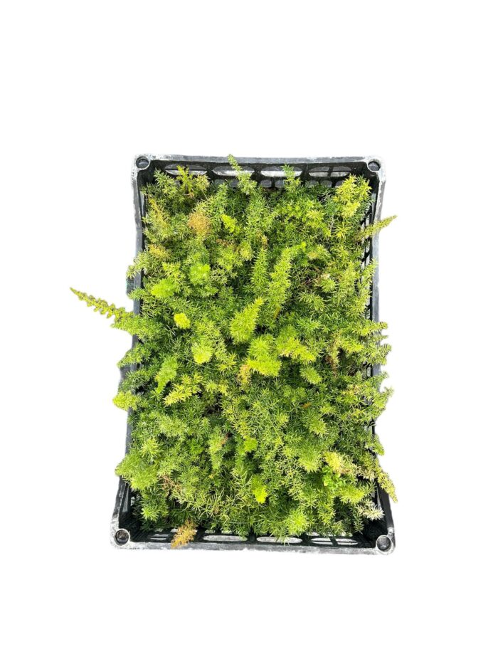 40 Piante di Asparagus Coda di Volpe Vaso 7cm