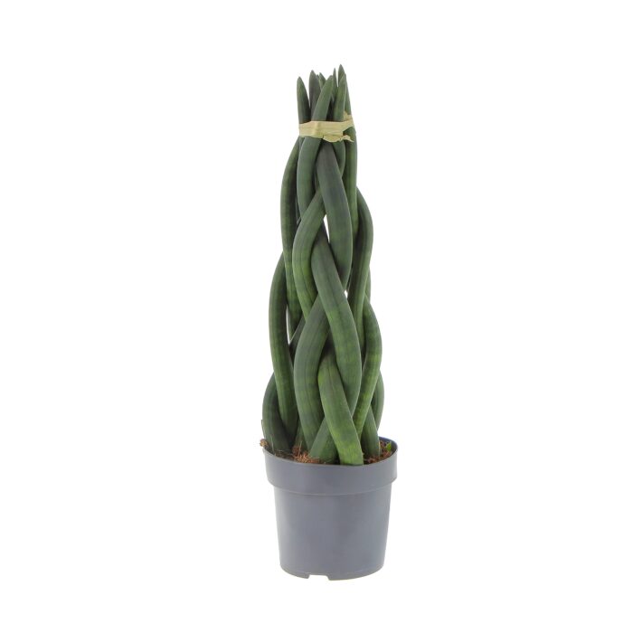 8 Piante di Sansevieria Cylindrica Tower Decorum Vaso 17cm