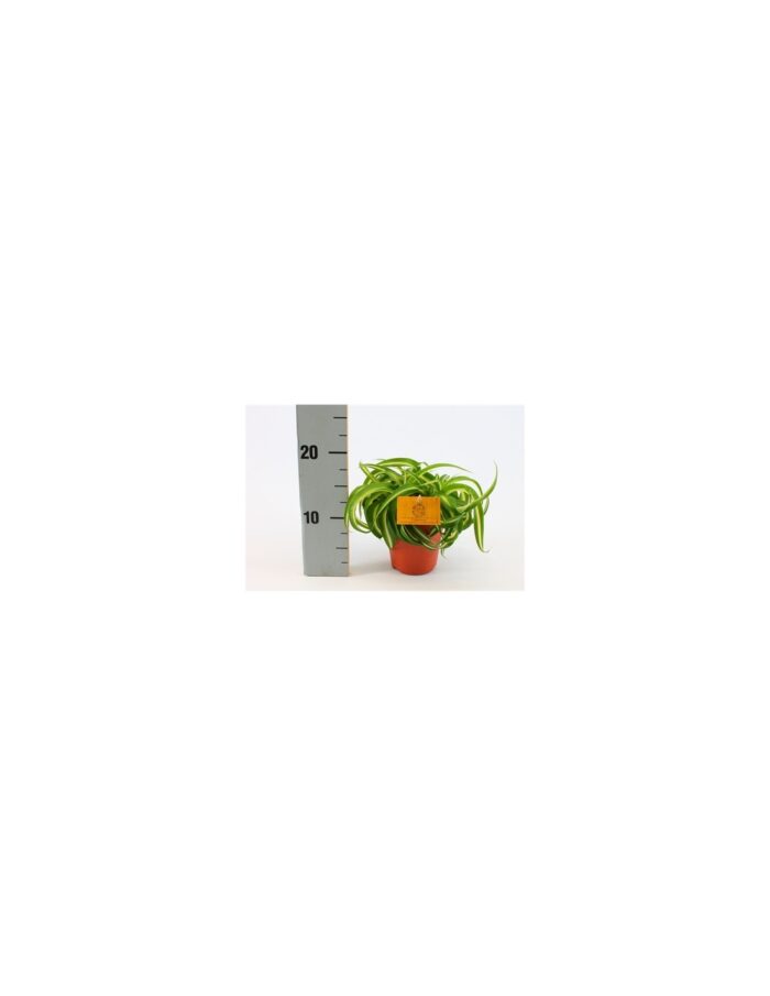 8 Piante di Chlorophytum Bonnie Vaso 10.5cm