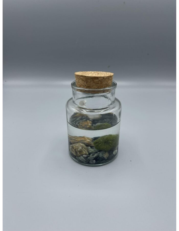 8 Barattoli di Marimo, Alga Palla Giapponese (Cladophora Aegagropila)