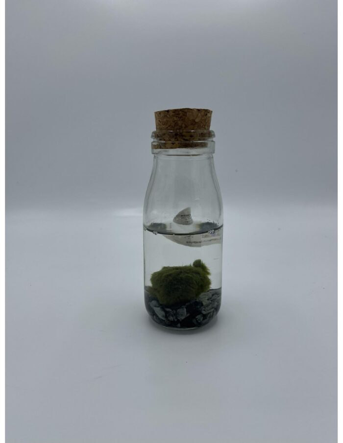 8 Bottiglie di Marimo, Alga Palla Giapponese (Cladophora Aegagropila)