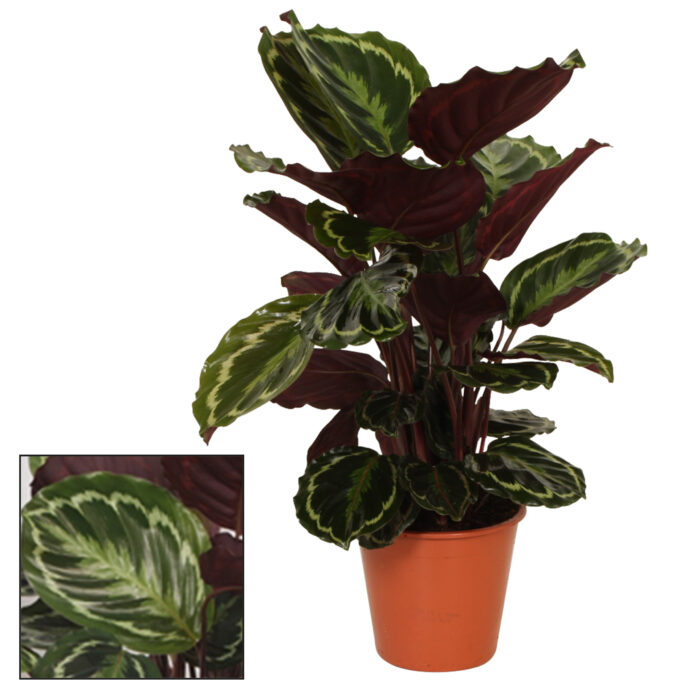 8 Piante di Calathea Medallion Vaso 19cm