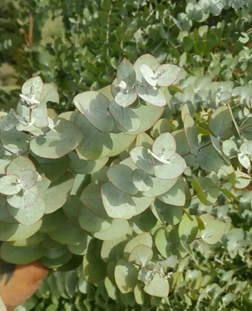 eucaliptus cinerea