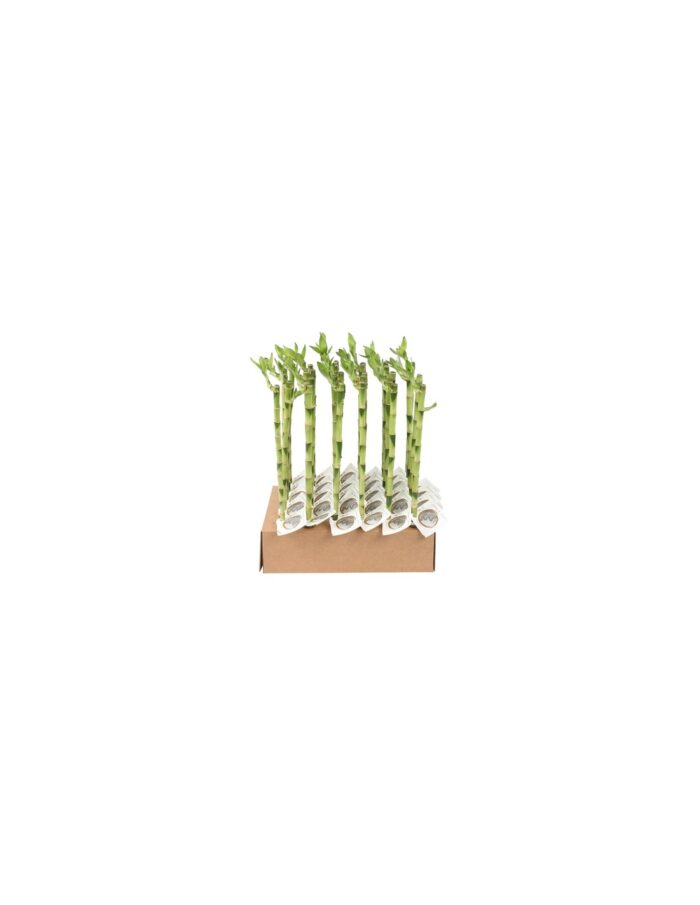 8 Piante di Lucky Bamboo, Bambù della Fortuna 40cm