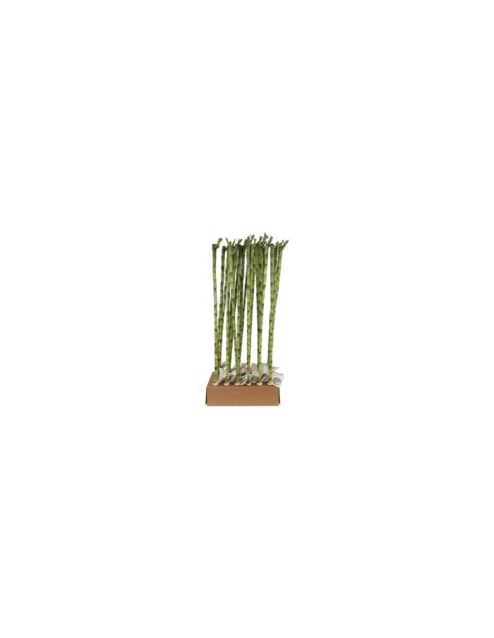 8 Piante di Lucky Bamboo DRITTI, Bambù della fortuna 90cm