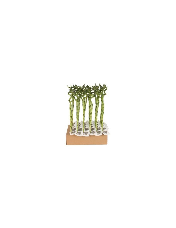 8 Piante di Lucky Bamboo a Spirale, Bambù della Fortuna 50 cm