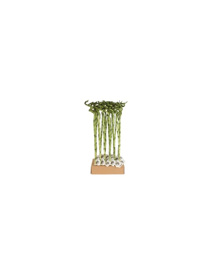 8 Piante di Lucky Bamboo a Spirale, Bambù della Fortuna 70cm