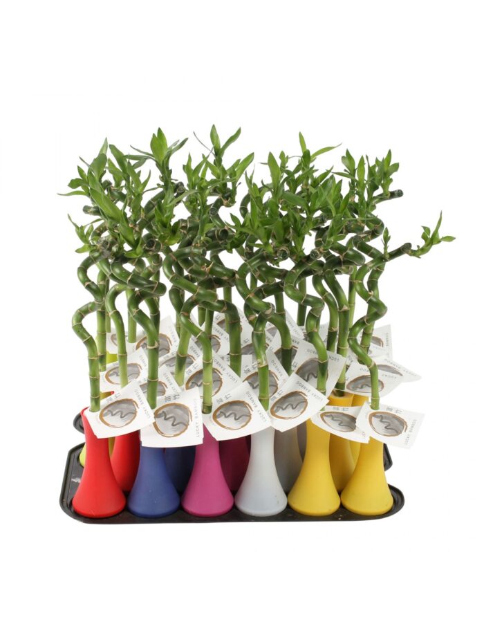 8 Piante di Lucky Bamboo a Spirale Colorato, Bambù della Fortuna Vaso 6cm