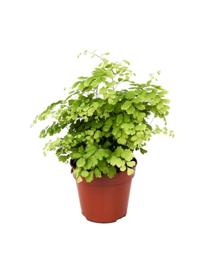 8 Piante di Adiantum Raddianum Fragrans Vaso 12cm