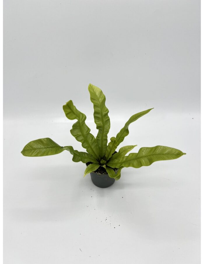 8 Piante di Asplenium Nidus Crispy Wave Vaso 5.5cm