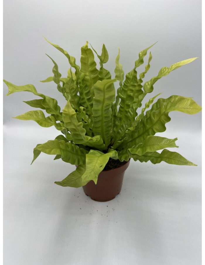 8 Piante di Asplenium Nidus Crispy Wave Vaso 12cm