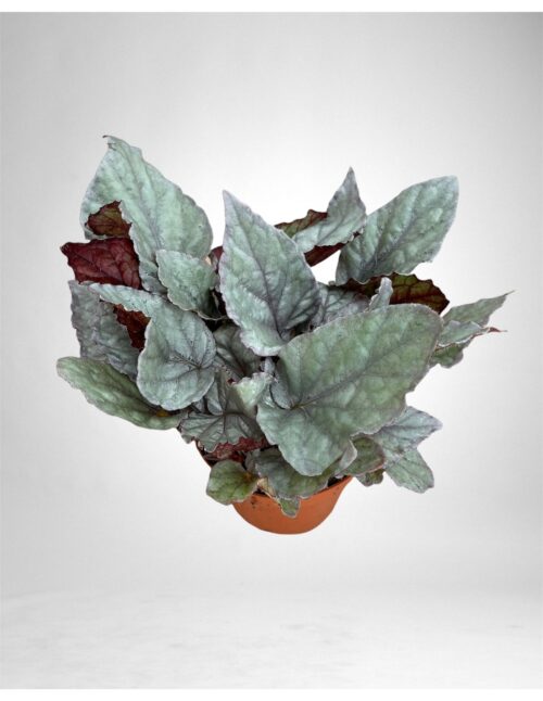 begonia-leaf-bolero