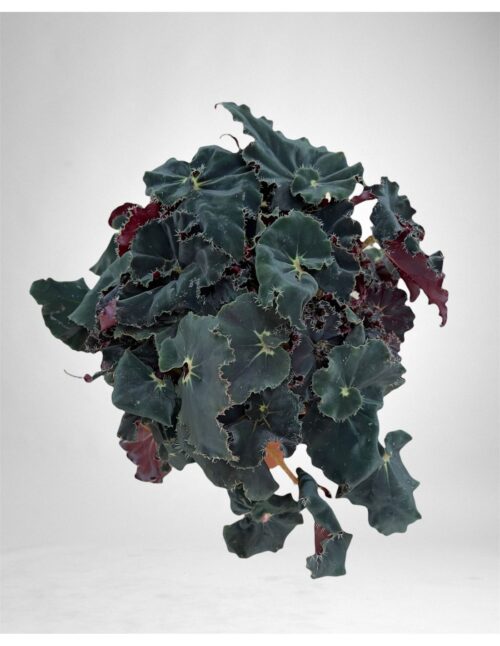 begonia-leaf-dark-mambo