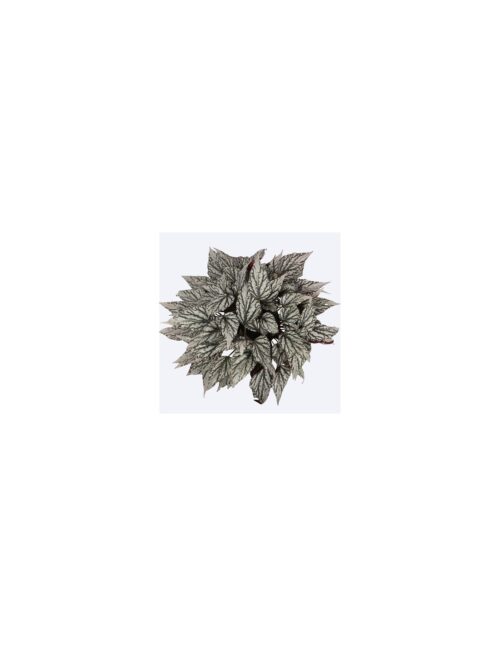 begonia-leaf-jolly-silver