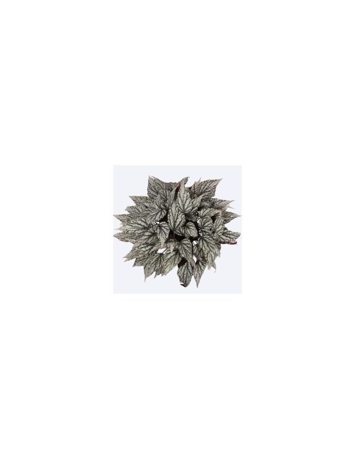 begonia-leaf-jolly-silver