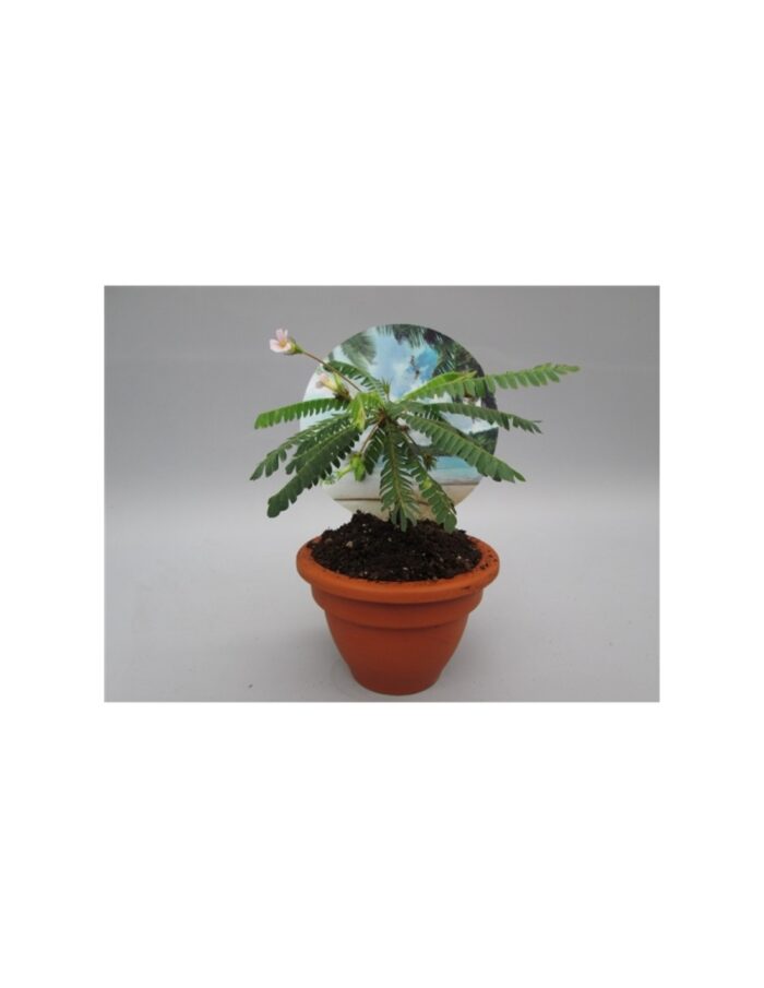 8 Piante di Biophytum Sensitivum Vaso 9cm
