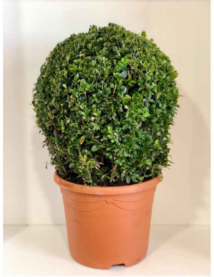 8 Piante di Buxus a Palla Vaso 19cm